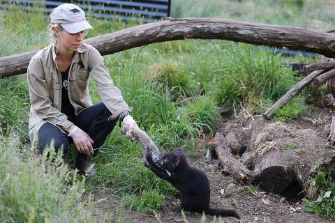 After Dark Tasmanian Devil Feeding Tour At Cradle Mountain - Whitsundays Accommodation 1