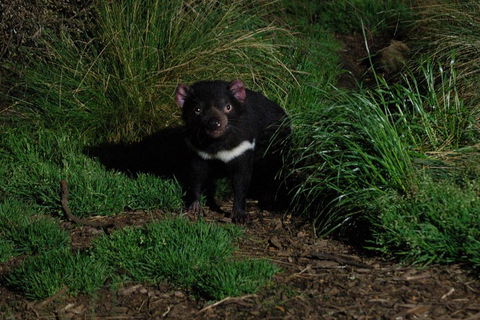After Dark Tasmanian Devil Feeding Tour At Cradle Mountain - Whitsundays Accommodation 4