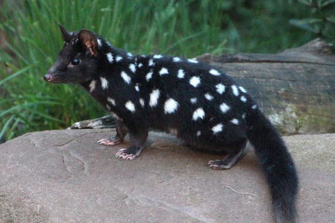 After Dark Tasmanian Devil Feeding Tour At Cradle Mountain - Whitsundays Accommodation 5