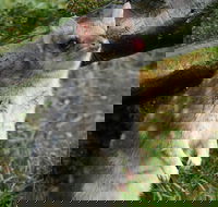 1-Hour Tasmanian Devil Feeding Day Tour at Cradle Mountain - Whitsundays Accommodation