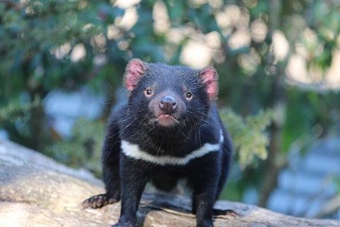 1-Hour Tasmanian Devil Feeding Day Tour At Cradle Mountain - Whitsundays Accommodation 1