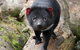 1-Hour Tasmanian Devil Feeding Day Tour At Cradle Mountain - thumb 4