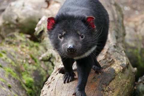1-Hour Tasmanian Devil Feeding Day Tour At Cradle Mountain - Whitsundays Accommodation 4