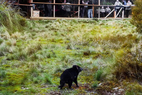 1-Hour Tasmanian Devil Feeding Day Tour At Cradle Mountain - Whitsundays Accommodation 5