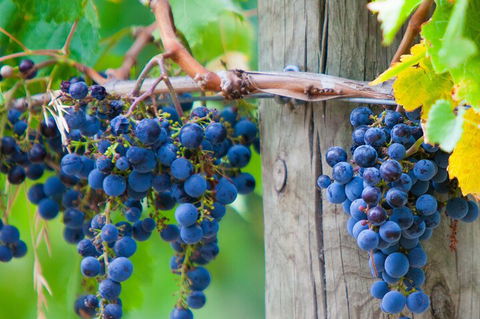 Yarra Valley, Dandenong Ranges Inc. Lunch With Wine,plus Morning Tea,chocolate - Whitsundays Accommodation 0