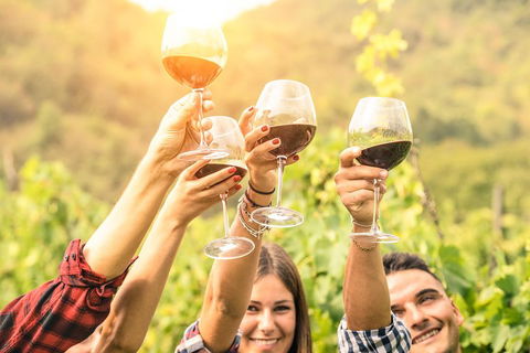 Barossa Valley Cellar Doors Luxury Wine Tour - Whitsundays Accommodation 1