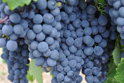 Barossa Valley Cellar Doors Luxury Wine Tour - Whitsundays Accommodation 4