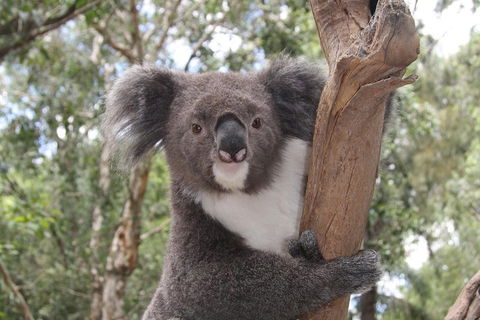 Private Blue Mountains Tour With Kangaroo And Koala Experience - Whitsundays Accommodation 2