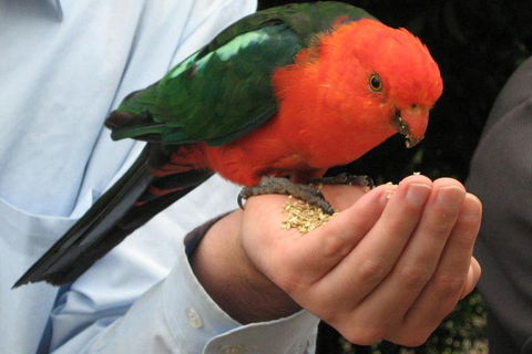 O'Reilly's & Lamington National Park From Brisbane - Whitsundays Accommodation 1