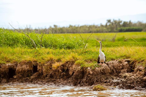 Darwin City Sights And Jumping Crocodile Cruise - Whitsundays Accommodation 2