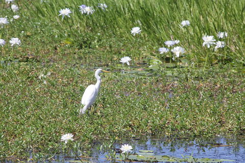 Darwin City Sights And Jumping Crocodile Cruise - Whitsundays Accommodation 4