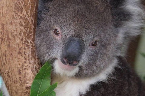 All Inclusive Blue Mountains Small-Group Day Trip From Sydney - Whitsundays Accommodation 1