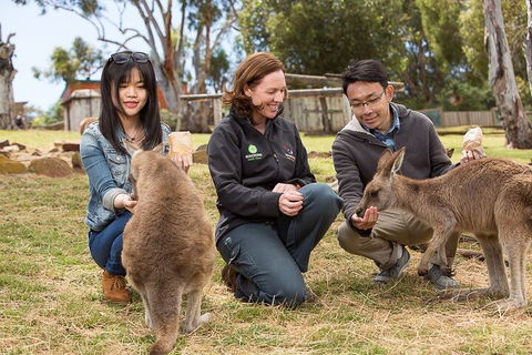Bonorong Wildlife Park And Richmond Afternoon Tour From Hobart - Whitsundays Accommodation 1