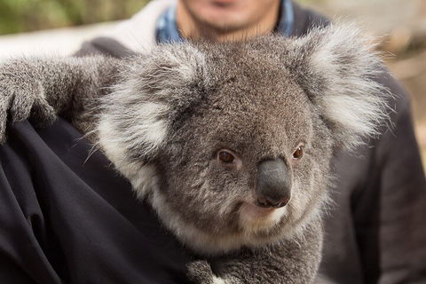 Bonorong Wildlife Park And Richmond Afternoon Tour From Hobart - Whitsundays Accommodation 2