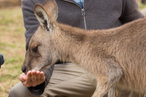 Bonorong Wildlife Park And Richmond Afternoon Tour From Hobart - Whitsundays Accommodation 5