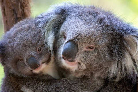 Half-Day Or Full-Day Tour With Private Guide From Melbourne - Whitsundays Accommodation 1
