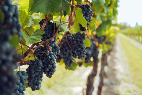 Yarra Valley 2-6 Guests With Lunch And Gin Tasting At Four Pillars - Whitsundays Accommodation 1