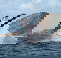 Byron Bay Whale Watching Cruise - Whitsundays Accommodation
