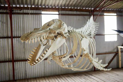 Albany's Whale Story - Whitsundays Accommodation 3