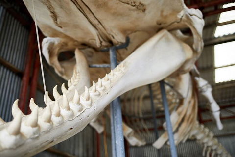 Albany's Whale Story - Whitsundays Accommodation 5