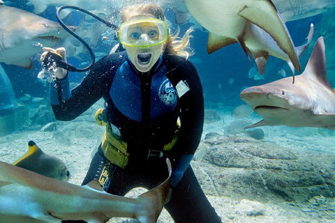 Shark Dive Experience At SEA LIFE Melbourne Aquarium - Whitsundays Accommodation 0