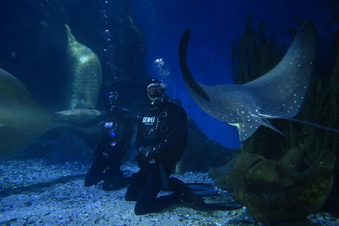 Shark Dive Experience At SEA LIFE Melbourne Aquarium - Whitsundays Accommodation 1