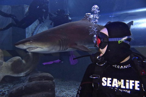 Shark Dive Experience At SEA LIFE Melbourne Aquarium - Whitsundays Accommodation 2