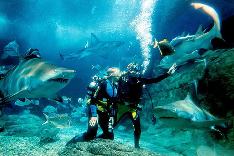 Shark Dive Experience At SEA LIFE Melbourne Aquarium - Whitsundays Accommodation 3