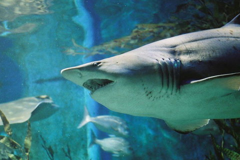 Shark Dive Experience At SEA LIFE Melbourne Aquarium - Whitsundays Accommodation 4