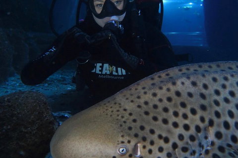 Shark Dive Experience At SEA LIFE Melbourne Aquarium - Whitsundays Accommodation 5