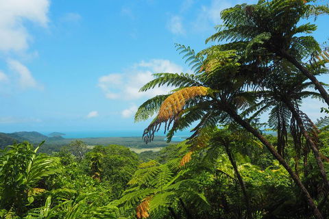 Cape Tribulation, Daintree Rainforest And Wildlife Tour - Whitsundays Accommodation 3