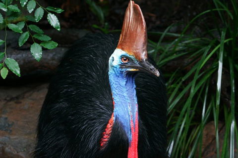 Cape Tribulation, Daintree Rainforest And Wildlife Tour - Whitsundays Accommodation 5