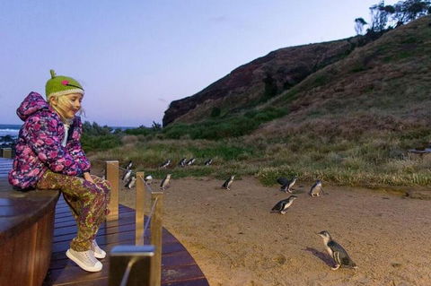 Phillip Island Penguin Parade Day Trip With Koala Conservation Reserve Visit - Whitsundays Accommodation 3