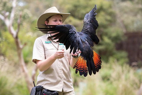 VIP Sanctuary Tour At Healesville Sanctuary Ticket - Whitsundays Accommodation 5