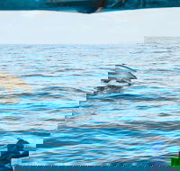 Cruise with Dolphins in Byron Bay - Whitsundays Accommodation