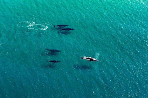 40-45 Minute Port Stephens And Stockton Beach Helicopter Flight - For 2 - Whitsundays Accommodation 0