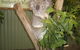 Blue Mountains Private Tour With Wildlife Park And River Cruise - thumb 5