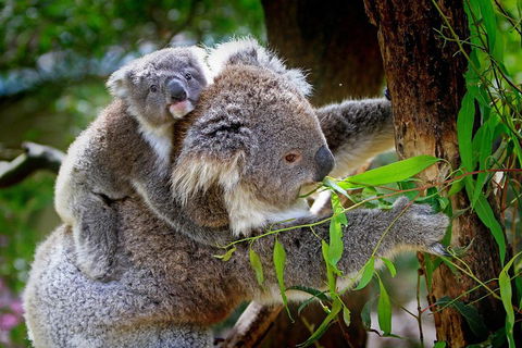 Private Two Day Great Ocean Road Tour - Whitsundays Accommodation 2