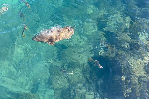 Aquascene Magnetic Island Discovery Tour - Whitsundays Accommodation 1