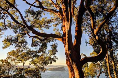 Manly & Sydney's Northern Beaches With 'Personalised Sydney Tours' - Whitsundays Accommodation 4