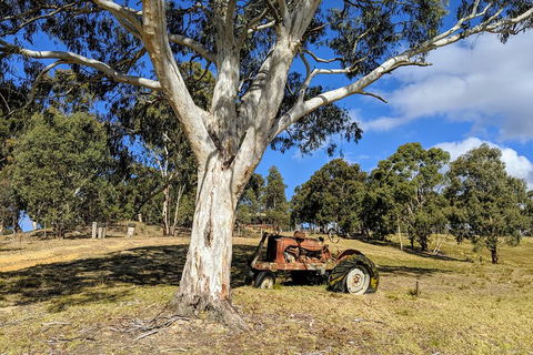 Blue Mountains Private Tour - Wild Kangaroos, Waterfalls And The Three Sisters - Whitsundays Accommodation 1