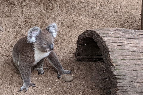 Australian Wildlife & Waterfalls Private Tour With 'Personalised Sydney Tours' - Whitsundays Accommodation 0
