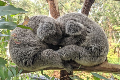 Australian Wildlife & Waterfalls Private Tour With 'Personalised Sydney Tours' - Whitsundays Accommodation 2