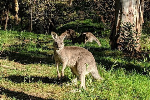 Australian Wildlife & Waterfalls Private Tour With 'Personalised Sydney Tours' - Whitsundays Accommodation 3