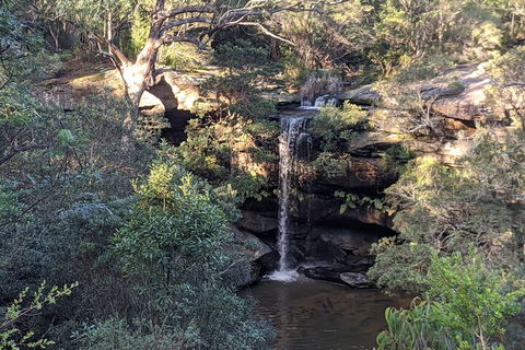Australian Wildlife & Waterfalls Private Tour With 'Personalised Sydney Tours' - Whitsundays Accommodation 5