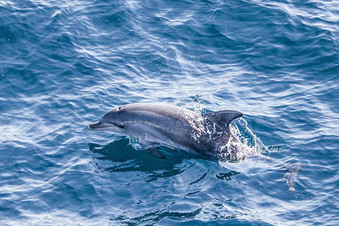 All Inclusive Dolphin And Tangalooma Wrecks Cruise - Whitsundays Accommodation 1