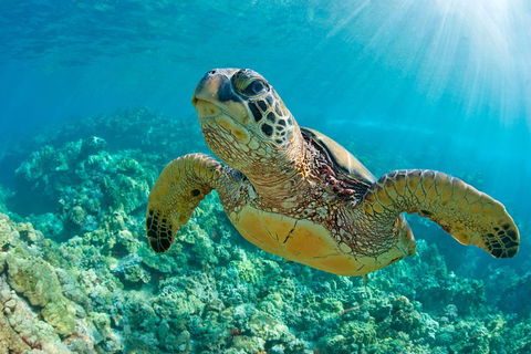 All Inclusive Dolphin And Tangalooma Wrecks Cruise - Whitsundays Accommodation 3