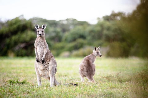 LGBT+ Friendly 3 Day Tour The Grampians, Daylesford & Ballarat - Whitsundays Accommodation 2