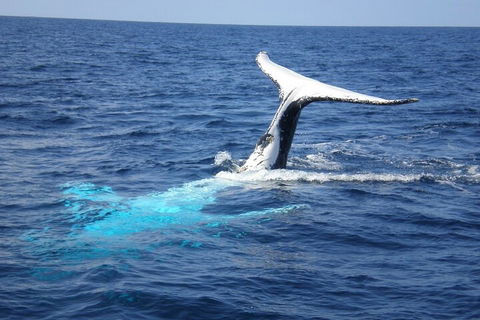 Whale Watching Jervis Bay - Whitsundays Accommodation 0