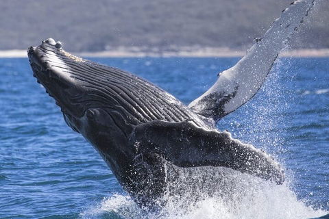 Whale Watching Jervis Bay - Whitsundays Accommodation 2